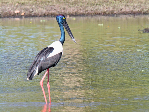 Black-necked Stork