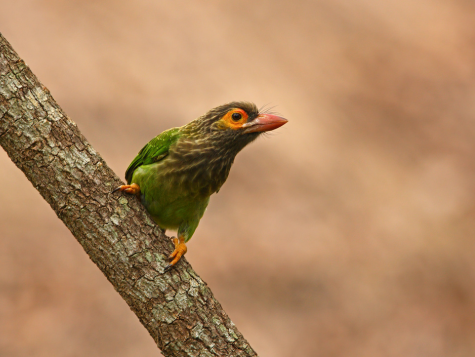 Brown-headed Barbet