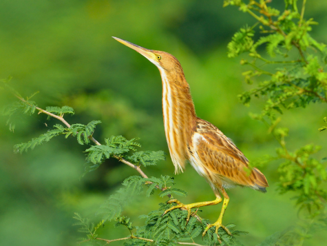 Cinnamon Bittern