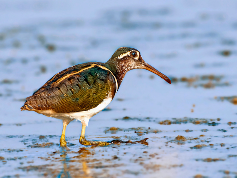 Greater Painted-Snipe