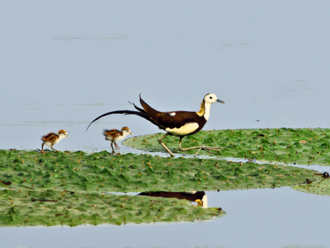 Pheasant-tailed Jacana