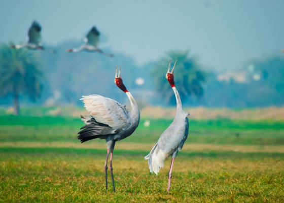 Sarus Crane