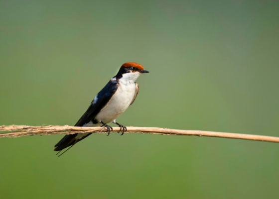 Wire-tailed swallow