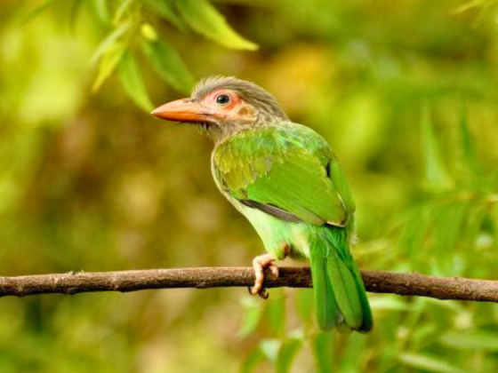 bird-watching-walk-delhi