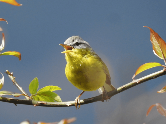 birdwatching-in-pangot