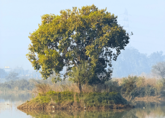 amrut-biodiversity-park