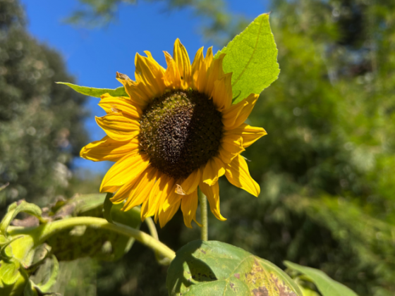 earth-walks-in-pangot