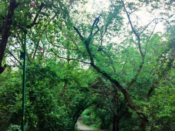jahanpanah-city-forest-walk