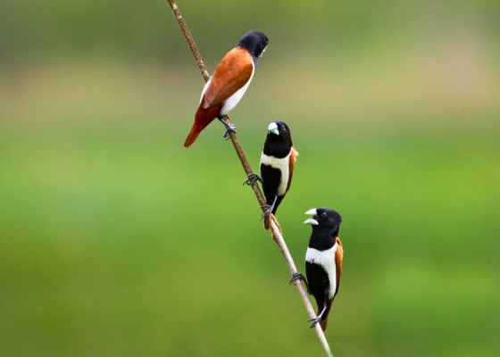 tricoloured-munia