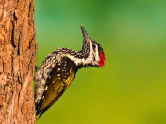 urban-forest-walk-delhi