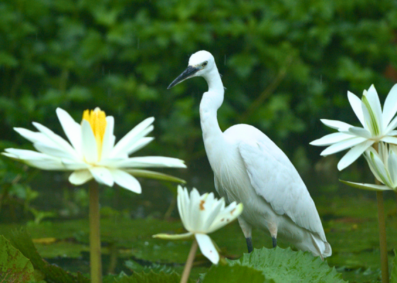 Birding in Parimal Garden