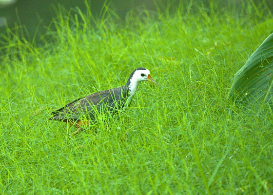 Birding in Parimal Garden