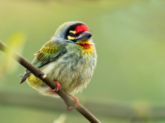 Coppersmith Barbet
