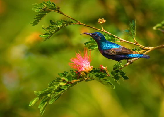Delhi Earth Walks at Lodhi Garden