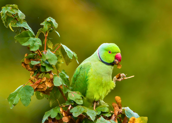 Delhi Earth Walks at Lodhi Garden