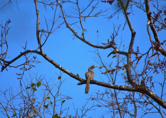 Delhi Earth Walks at Lodhi Garden
