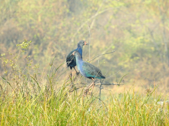 Earth-Walks-In-Delhi