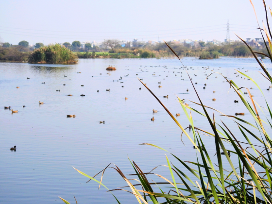 Earth-Walks-In-Delhi