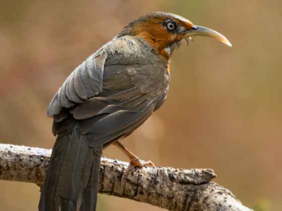 Earth-Walks-in-pangot