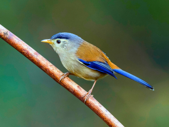 Earth-Walks-in-pangot