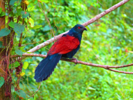 Greater Coucal