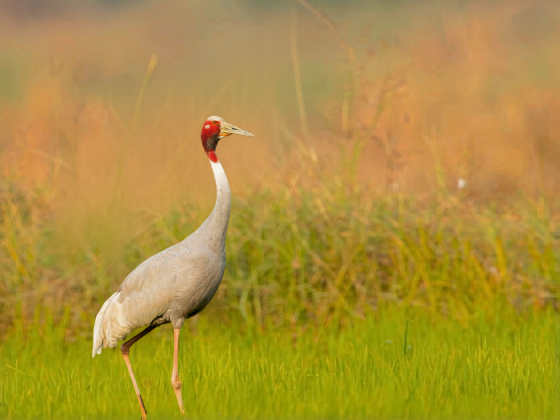 Sarus crane