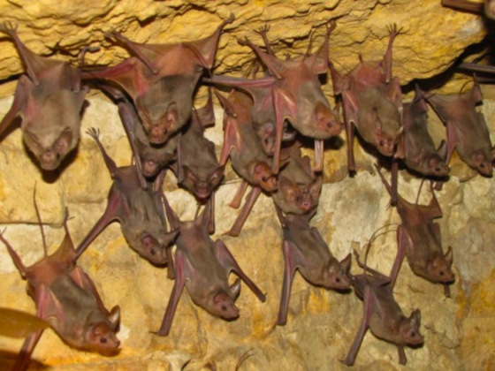 Bat Conservation Walk Delh