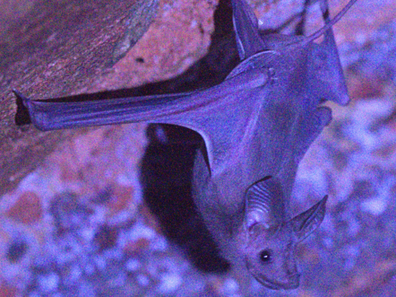 Bat Walk Earth Walks