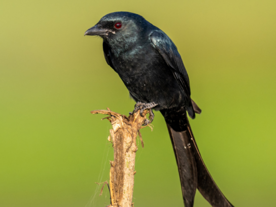 Bird Walks