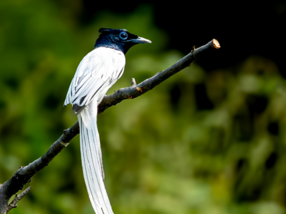 Birding In Gir Birding Lodge