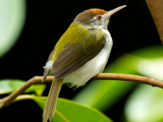 Birding In Gir