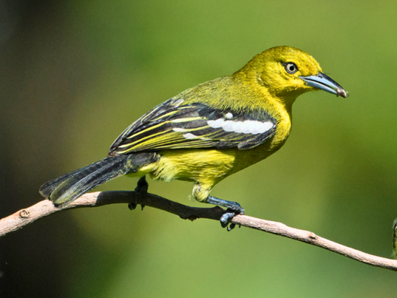 Birding In Gir
