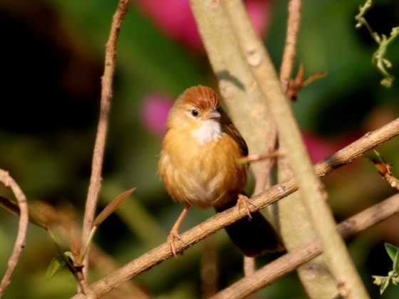 Birding Walks Gir Lodge