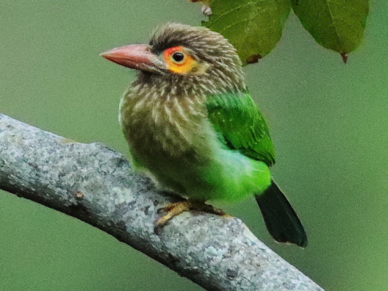 Birds Of Delhi Earth Walks