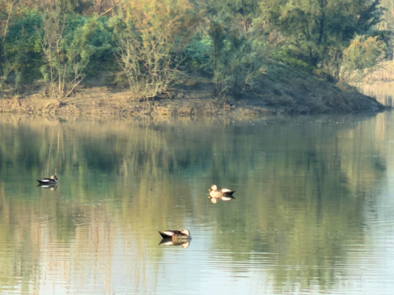 Birds Of Delhi