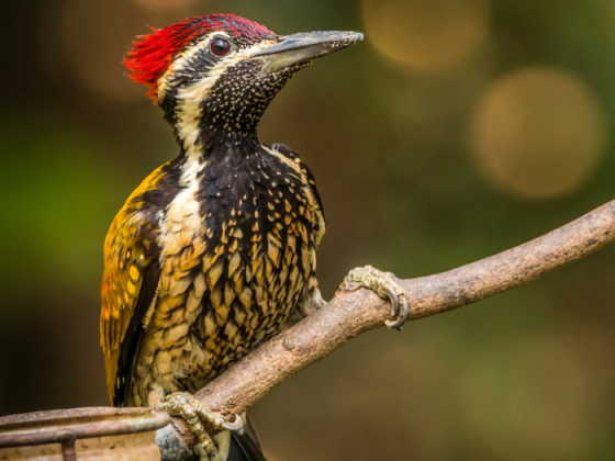 Birds Of Delhi