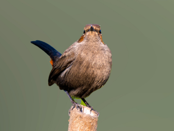 Birds Of Gir