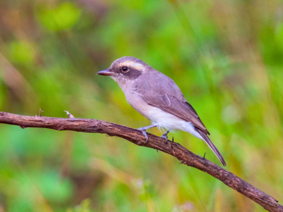 Birds of Gir Birding Lodge