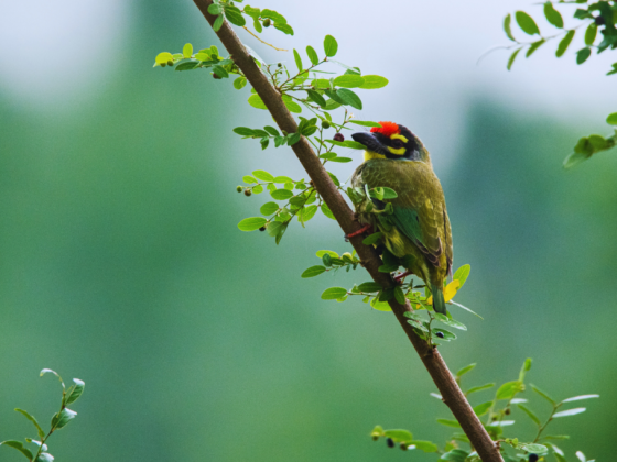 Book Birding Walk Okhla