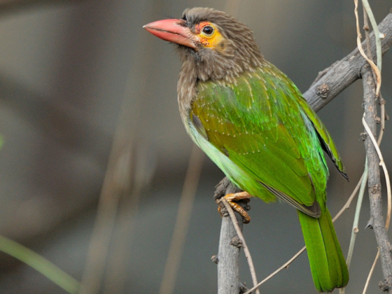 Book Okhla Bird Walk