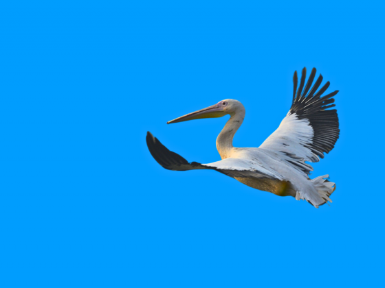 Delhi Bird Walk Booking