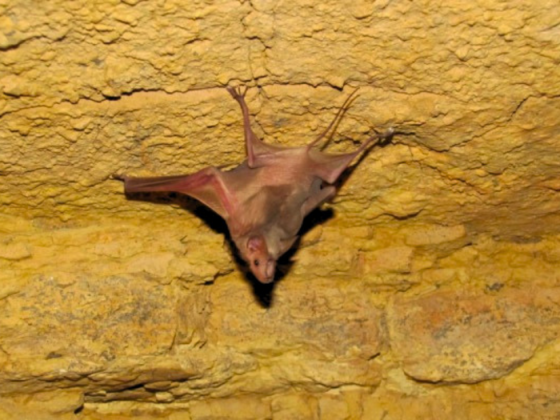 Delhi Earth Walks Bat Tour