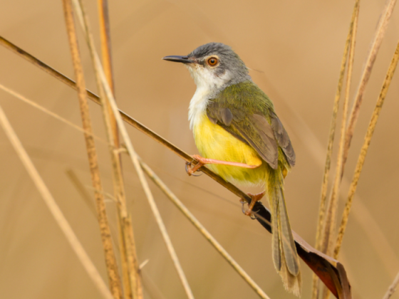 Earth-Walks-In-Amrut-Biodiversity-park