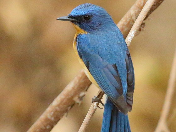 Gir Bird Walks