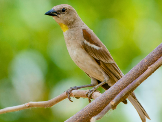 Gir Nature Walks