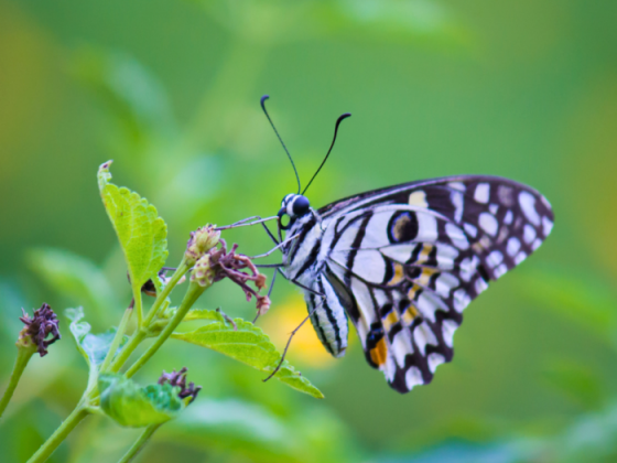 Gir Nature Walks