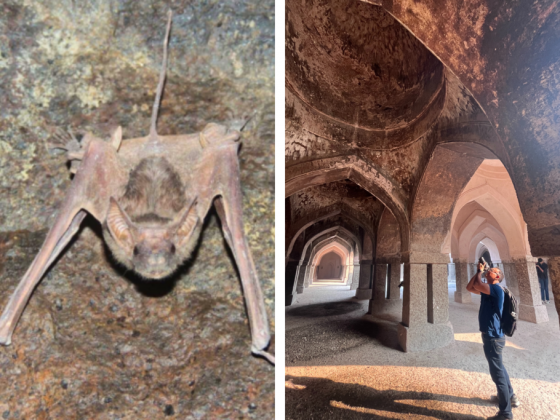 Khirki Masjid Bat Walk Booking