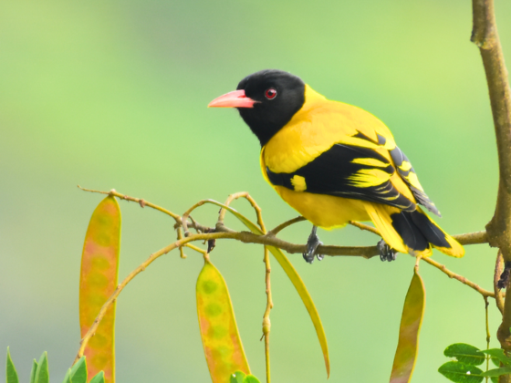 Kolkata Birding Tours