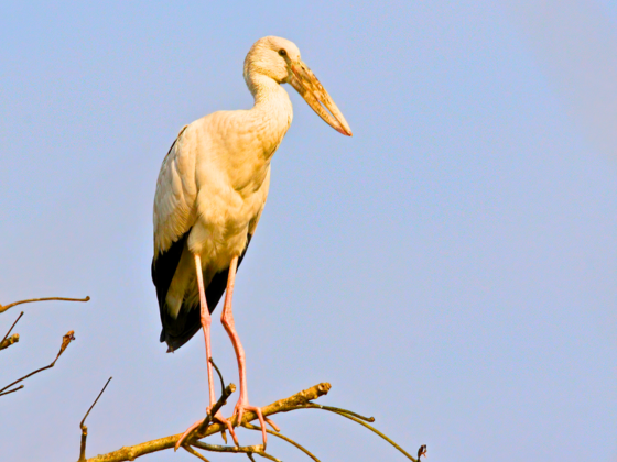 Kolkata Nature Walks