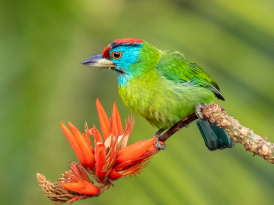 Kolkata Wildlife Tours
